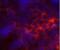 CD8 antibody, NBP1-49045, Novus Biologicals, Immunohistochemistry paraffin image 