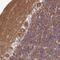 CCR4-NOT Transcription Complex Subunit 6 antibody, PA5-60754, Invitrogen Antibodies, Immunohistochemistry frozen image 