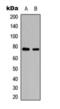 REL Proto-Oncogene, NF-KB Subunit antibody, orb393148, Biorbyt, Western Blot image 