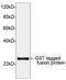 GST antibody, LS-C51044, Lifespan Biosciences, Western Blot image 