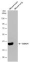 G Protein Subunit Alpha O1 antibody, NBP2-16703, Novus Biologicals, Western Blot image 
