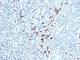 Immunoglobulin Kappa Variable 1D-16 antibody, NBP2-45081, Novus Biologicals, Immunohistochemistry frozen image 