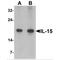 Interleukin 15 antibody, MBS153639, MyBioSource, Western Blot image 