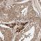 Methylmalonyl-CoA Mutase antibody, HPA035972, Atlas Antibodies, Immunohistochemistry frozen image 