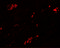 Transmembrane Protein 59 antibody, 6063, ProSci, Immunofluorescence image 