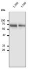 Albumin antibody, AB0232-200, Origene, Western Blot image 