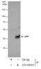 IL-12 antibody, GTX106557, GeneTex, Immunoprecipitation image 