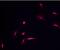 Triggering Receptor Expressed On Myeloid Cells 2 antibody, PA5-46980, Invitrogen Antibodies, Immunocytochemistry image 
