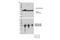 Heat shock protein 70 antibody, 46477S, Cell Signaling Technology, Western Blot image 