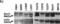 Bestrophin 1 antibody, NB300-164, Novus Biologicals, Western Blot image 