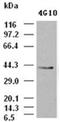 Epithelial Cell Adhesion Molecule antibody, ADI-905-874-100, Enzo Life Sciences, Western Blot image 