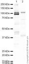 Clock Circadian Regulator antibody, ab3517, Abcam, Western Blot image 