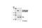 SRC Proto-Oncogene, Non-Receptor Tyrosine Kinase antibody, 2107S, Cell Signaling Technology, Western Blot image 