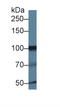 Inositol Polyphosphate-4-Phosphatase Type I A antibody, LS-C373750, Lifespan Biosciences, Western Blot image 