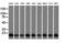 Profilin 1 antibody, GTX83902, GeneTex, Western Blot image 