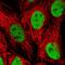 Hepatocyte Nuclear Factor 4 Alpha antibody, HPA004712, Atlas Antibodies, Immunofluorescence image 