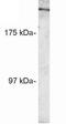 RAN Binding Protein 2 antibody, GTX22938, GeneTex, Western Blot image 