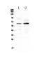 Fz-4 antibody, A02191-1, Boster Biological Technology, Western Blot image 