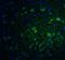 Phosphofurin Acidic Cluster Sorting Protein 1 antibody, A06811-1, Boster Biological Technology, Immunofluorescence image 