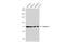 Calpain 2 antibody, GTX102499, GeneTex, Western Blot image 