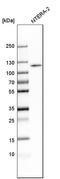 Protein bicaudal D homolog 1 antibody, HPA041309, Atlas Antibodies, Western Blot image 