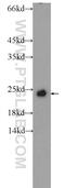 Ras-related protein Rab-4A antibody, 10347-1-AP, Proteintech Group, Western Blot image 