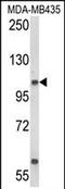 CAS1 Domain Containing 1 antibody, PA5-72588, Invitrogen Antibodies, Western Blot image 