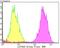 Eukaryotic Translation Initiation Factor 4A3 antibody, NBP2-76831, Novus Biologicals, Flow Cytometry image 