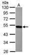 CD226 Molecule antibody, GTX118131, GeneTex, Western Blot image 