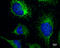 RB1 Inducible Coiled-Coil 1 antibody, GTX129093, GeneTex, Immunofluorescence image 