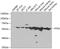 Protein Tyrosine Kinase 6 antibody, A01881, Boster Biological Technology, Western Blot image 