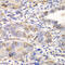 Glutamate-Cysteine Ligase Modifier Subunit antibody, 15-308, ProSci, Immunohistochemistry paraffin image 