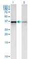 Polyhomeotic Homolog 2 antibody, MA5-24404, Invitrogen Antibodies, Western Blot image 