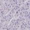 Olfactory Receptor Family 4 Subfamily M Member 1 antibody, HPA058889, Atlas Antibodies, Immunohistochemistry frozen image 