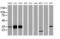 PAP-III antibody, MA5-25327, Invitrogen Antibodies, Western Blot image 