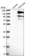 Niban Apoptosis Regulator 1 antibody, PA5-55934, Invitrogen Antibodies, Western Blot image 
