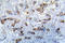 Calcium/Calmodulin Dependent Protein Kinase II Alpha antibody, LS-C178163, Lifespan Biosciences, Immunohistochemistry paraffin image 