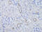 Aquaporin 3 (Gill Blood Group) antibody, 18-832, ProSci, Immunohistochemistry frozen image 