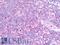 T-Box 21 antibody, LS-B10130, Lifespan Biosciences, Immunohistochemistry frozen image 