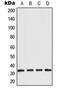 Aquaporin 3 (Gill Blood Group) antibody, MBS8230669, MyBioSource, Western Blot image 