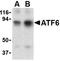 Activating Transcription Factor 6 antibody, LS-B2430, Lifespan Biosciences, Western Blot image 