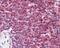 CD27 Molecule antibody, 48-006, ProSci, Immunohistochemistry frozen image 