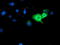 Interferon-induced guanylate-binding protein 1 antibody, TA503589, Origene, Immunofluorescence image 