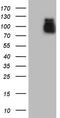 Angiotensin I Converting Enzyme 2 antibody, LS-B12781, Lifespan Biosciences, Western Blot image 