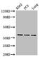 Annexin A1 antibody, A53549-100, Epigentek, Western Blot image 