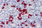 Cadherin 18 antibody, MBS245968, MyBioSource, Immunohistochemistry frozen image 