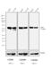 Mouse IgG2a antibody, M32315, Invitrogen Antibodies, Western Blot image 