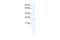 Transcription factor 23 antibody, A15503, Boster Biological Technology, Western Blot image 