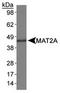 MAT-II antibody, TA301494, Origene, Western Blot image 