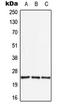 Apolipoprotein B MRNA Editing Enzyme Catalytic Subunit 3A antibody, LS-C353664, Lifespan Biosciences, Western Blot image 